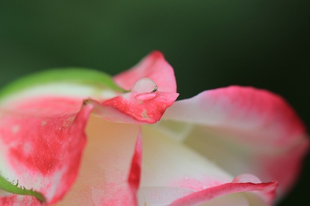 IMG_3362.jpg