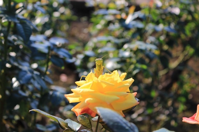 IMG_3766.jpg