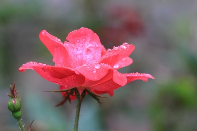 IMG_1664.jpg