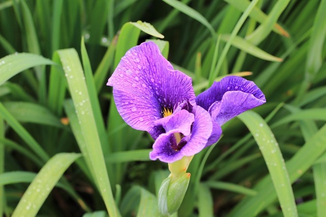IMG_8417.jpg