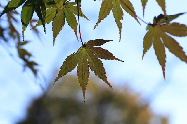 _MG_0581.jpg