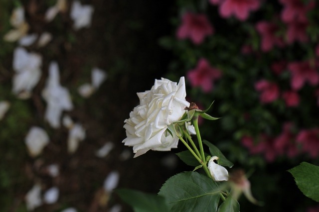 _MG_2808.jpg