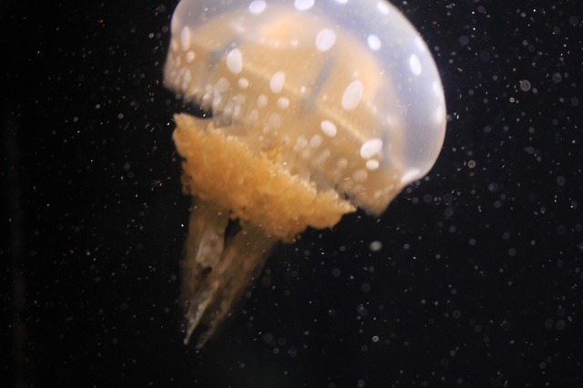 _MG_3638.jpg