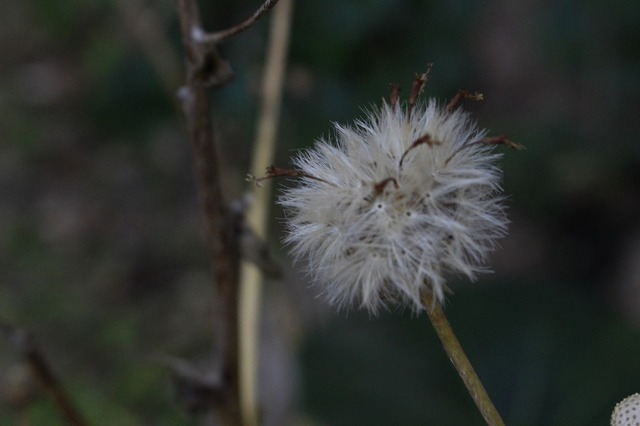 _MG_4506.jpg