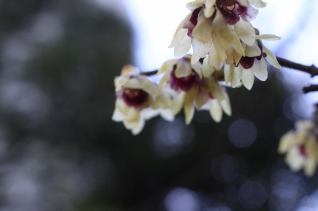 _MG_4508.jpg