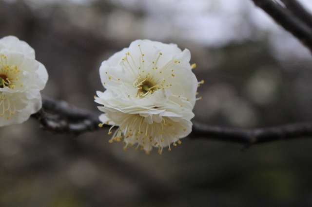 _MG_5592.jpg