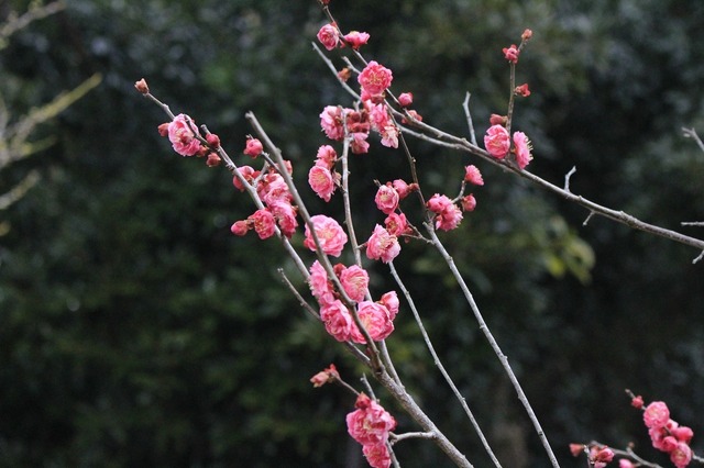 _MG_5598.jpg
