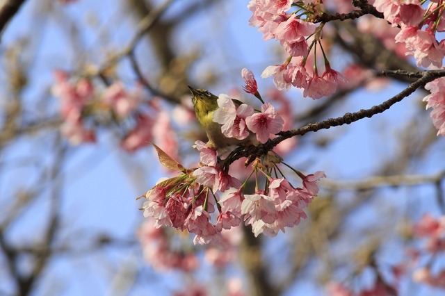 _MG_5607.jpg