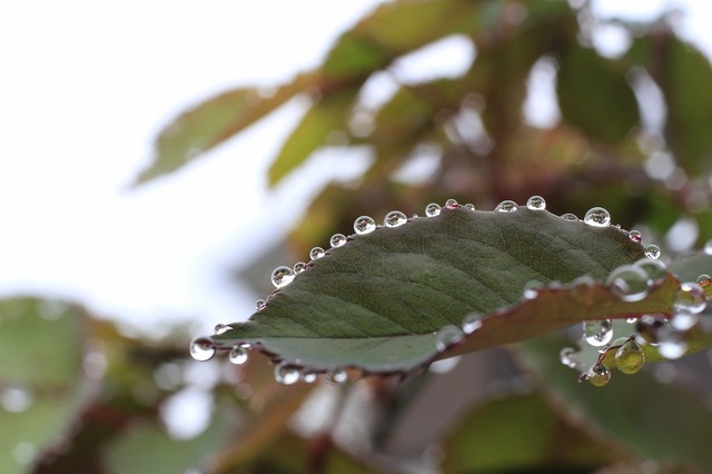 _MG_5900.jpg