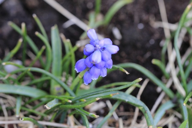 _MG_6270.jpg