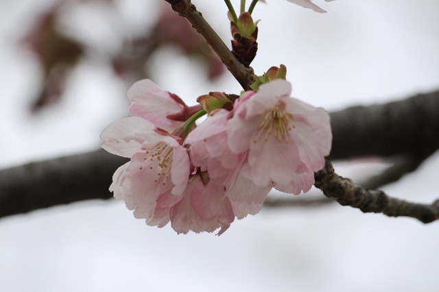 _MG_6300.jpg