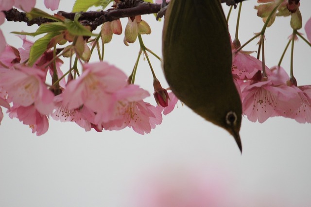 _MG_6326.jpg