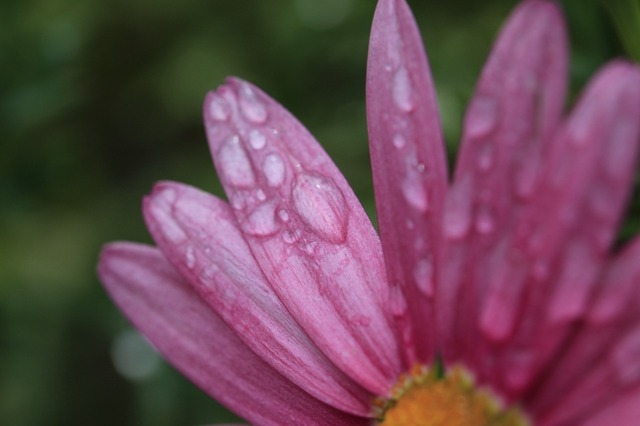 _MG_6419.jpg