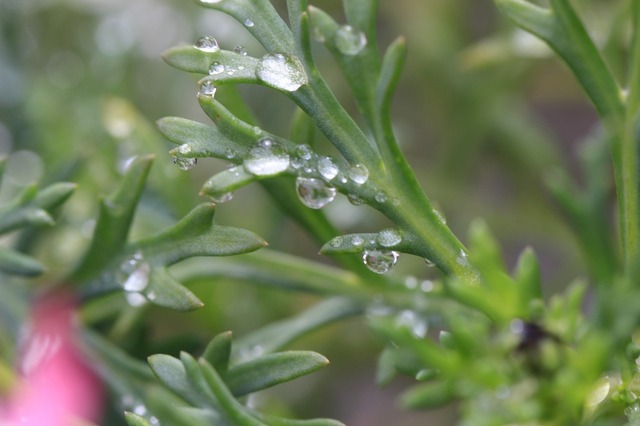 _MG_6420.jpg