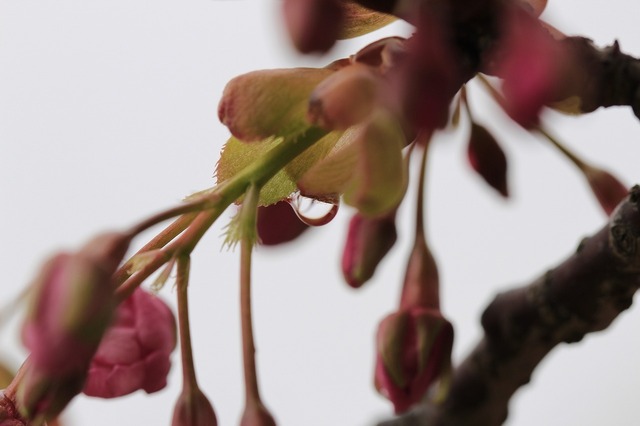 _MG_6433.jpg