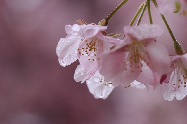 _MG_6447.jpg