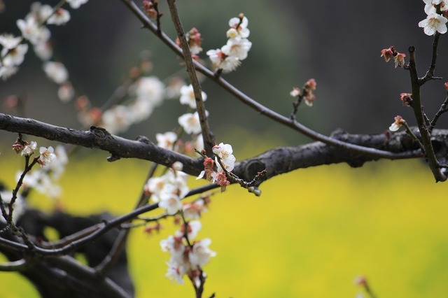 _MG_6530.jpg