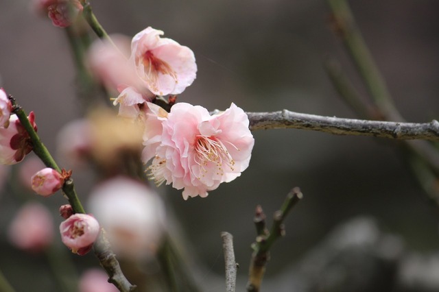 _MG_6550.jpg