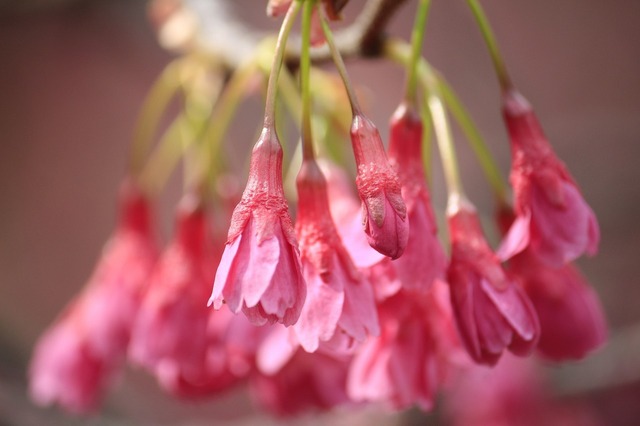 _MG_6620.jpg