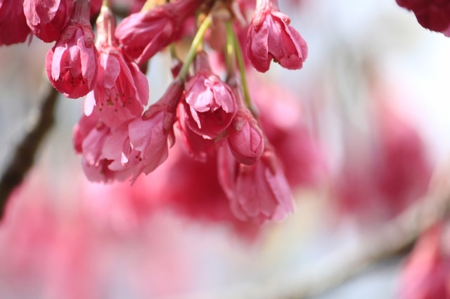 _MG_6622.jpg