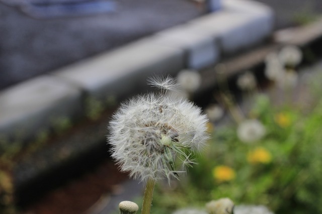 _MG_6868.jpg