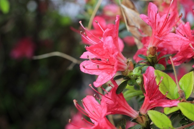 _MG_6871.jpg