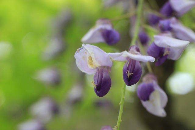 _MG_7597.jpg