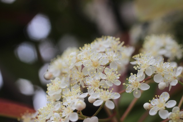 _MG_7608.jpg