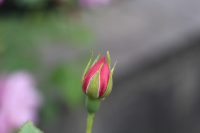 _MG_7615.jpg
