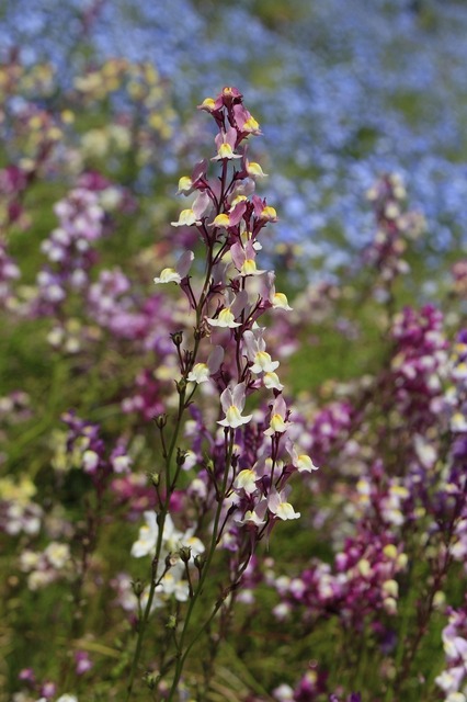 _MG_7654.jpg