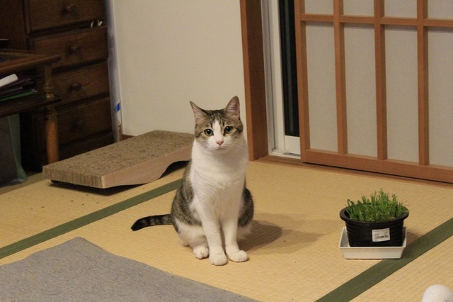 _MG_7754.jpg