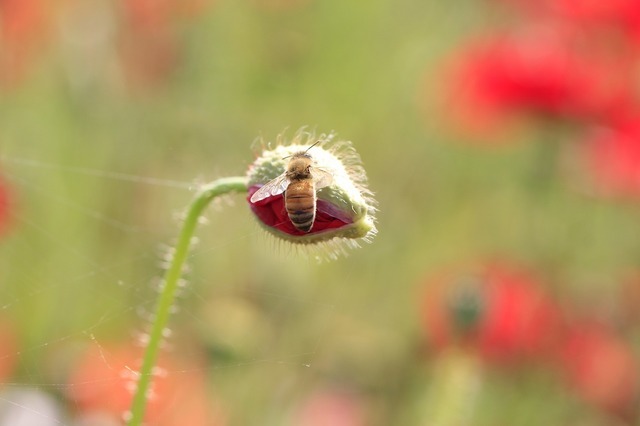 _MG_8294.jpg