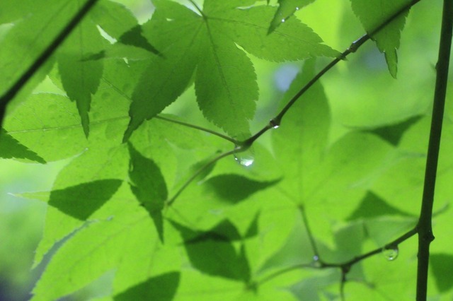 _MG_8529.jpg