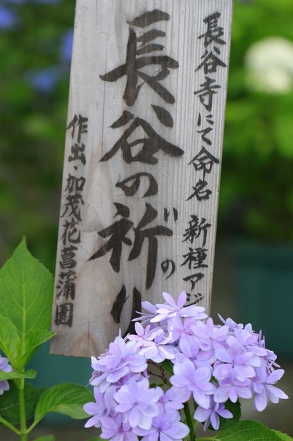 _MG_8761.jpg