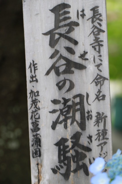 _MG_8764.jpg