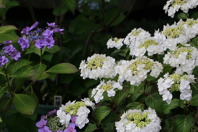 _MG_8770.jpg