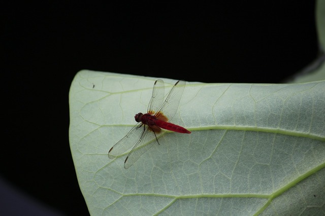 _MG_9146.jpg