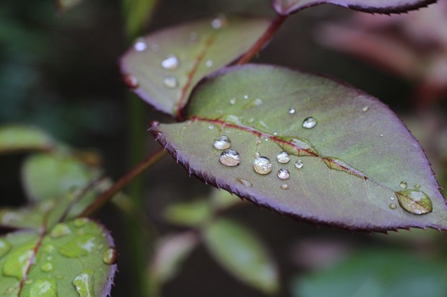 _MG_9197.jpg